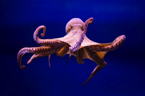 Kraken актуальные ссылки официальный сайт